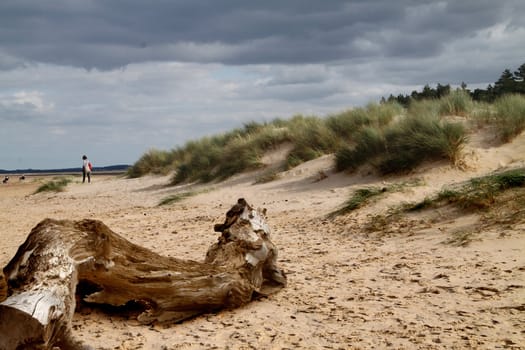 A piece of driftwood on the beach at Norfolk, England.