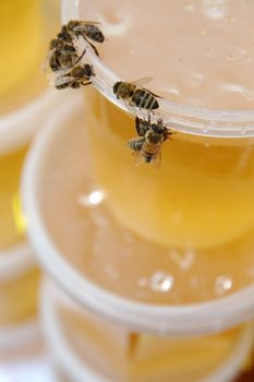 Group of bees eating honey on the pot