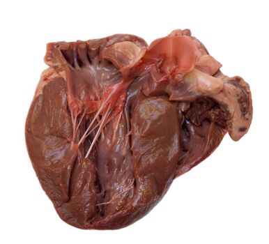 Section through a swine heart, showing the four chambers (right and left ventricle, left and right atrium), and mitral valve. Aortic valve is also present. 