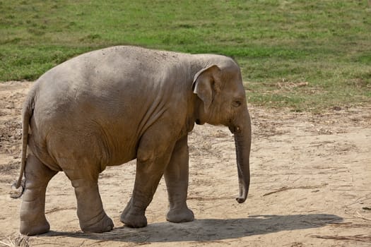 Profile shot of an adult elephant. Horizontal.