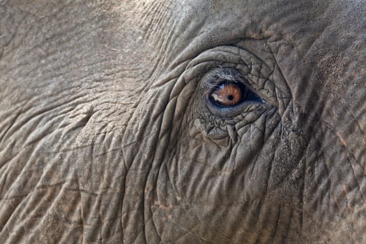 Close-up  shot of an adult elephant eye. Horizontal.