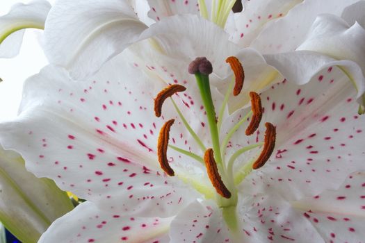 macro shot of the centre of an easter lily