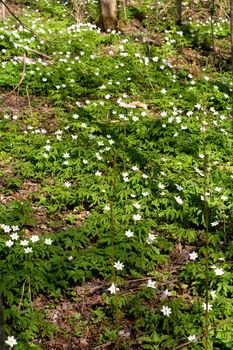 white flowers in the forest
