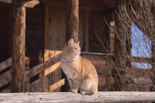 Tabby cat sitting on a porch of a country house
