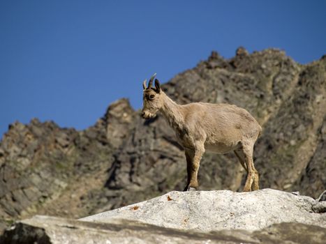 Mountains. Caucasus. Kabardino-Balkariya. Bezengi. Mountain goat