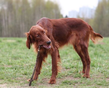 Irish setter at walk. It`s spring.
