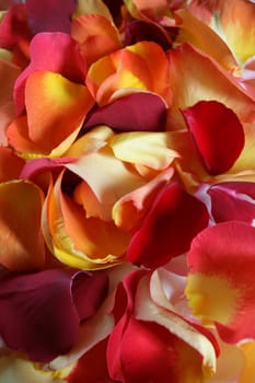 Background image of rose petals for spa, aromatherapy, or pampering.

