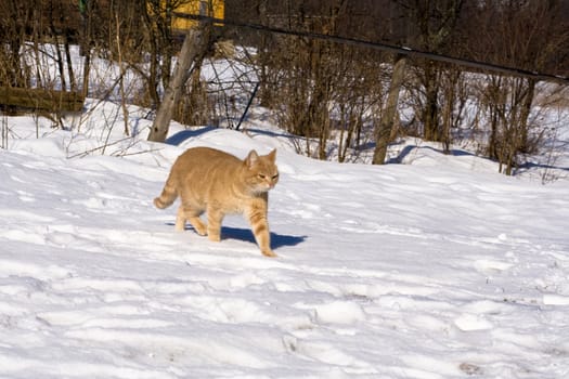 A red tabby cat is walking on the snow along the hence on a sunny winter day in the countryside. Background: hence, leafles bushes, yellow building (a bit)
