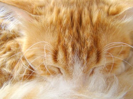 close up of sleeping red white cat