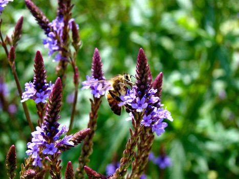 bee sitting on purple flower