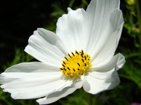 close up of white flower with yellow center