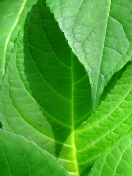 close up of green leaves