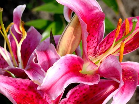 close up of pink lillies