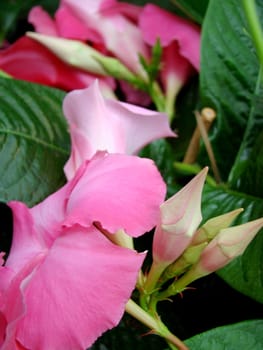 close up of pink flowers with buds