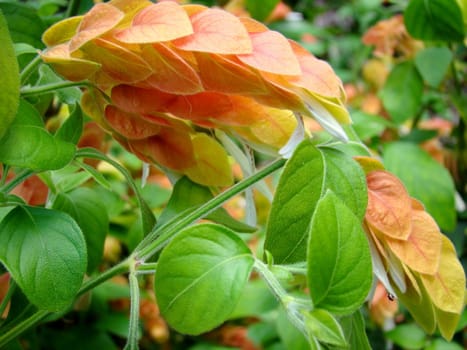 orange leaf.like flowers
