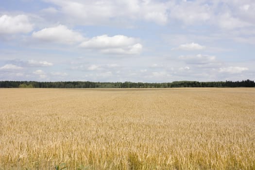 Wheat, field