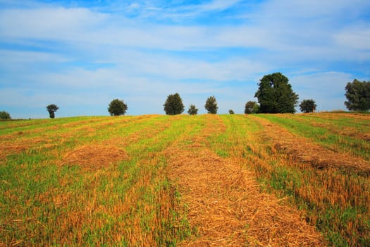 rye field