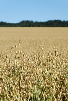 Vertical image of an oats field with a forest and sky in the background
