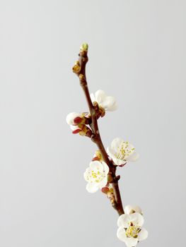 Closeup of a white apricot flower on the branch