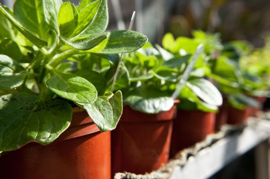 Close up, low level focusing on the nearest of a row of young potted plants.