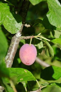 Ripe plum hanging on the tree branch, bathing in evening sunlight
