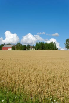 Vertical image of an oats field with a farm and cloudscape.
