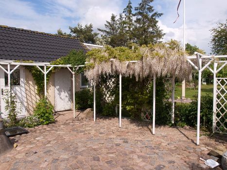 Beautiful garden patio with blooming wisteria flowers on a pergola