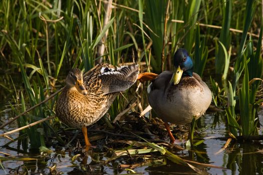 Couple of Mallards or Wild ducks preparing to rest for the night on nest in april