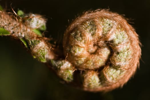 Spring sunshine on new fern leaf growing in april