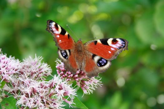 Butterfly On The Flower