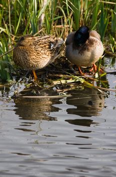 Couple of Mallards or Wild ducks preparing to rest for the night on nest in april