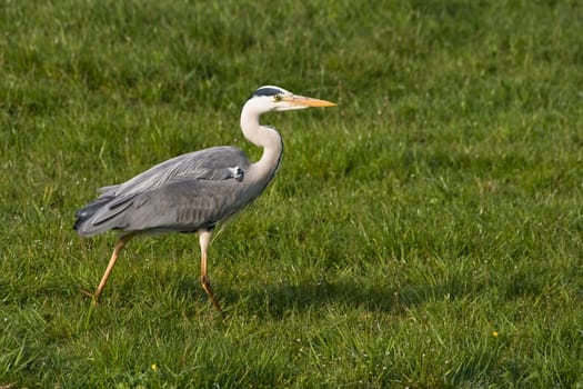 Grey heron walking and hunting in field