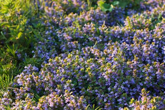 Tapestry with Ground-ivy blooming in april evening light