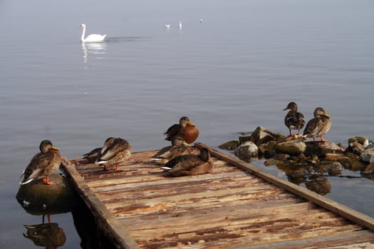 Morning On The Lake