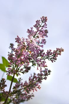 Branch with lilac syringa flowers and blue sky