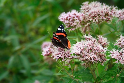 Butterfly On The Flower