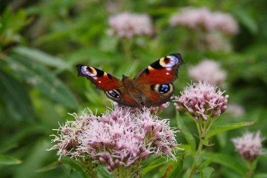 Butterfly On The Flower