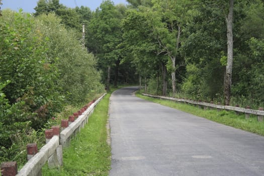 Road Through The Forest