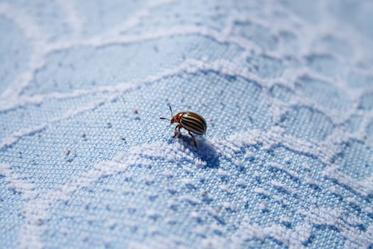 Potato Beetle