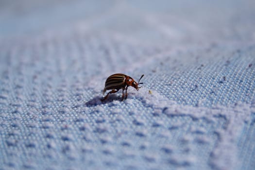 Potato Beetle