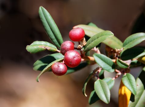 Wild Red Berries Branch With Green Leaves