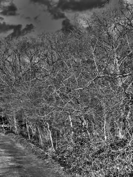 Mono shot in HDR of barren trees at Chadwick Lakes in Malta