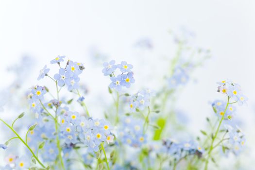 Light blue small flowers against white background