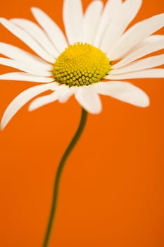 Close up of white flower against orange background