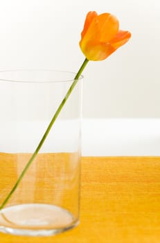 single tulip on the big glass vase on the table