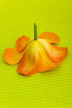 Single tulip flower upside down on the green table