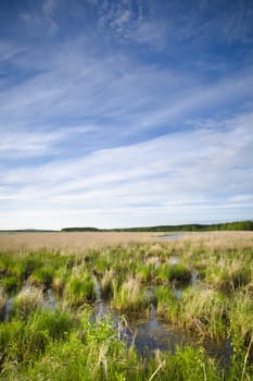 The wetland marshes from eastern of Finland