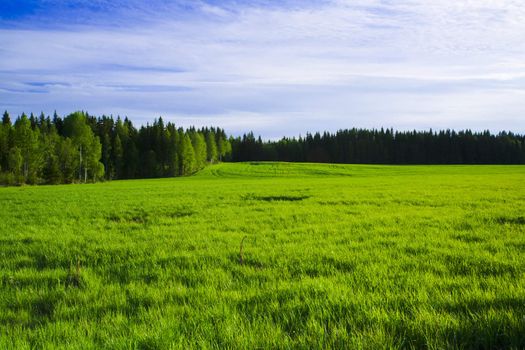 The wetland marshes from eastern of Finland