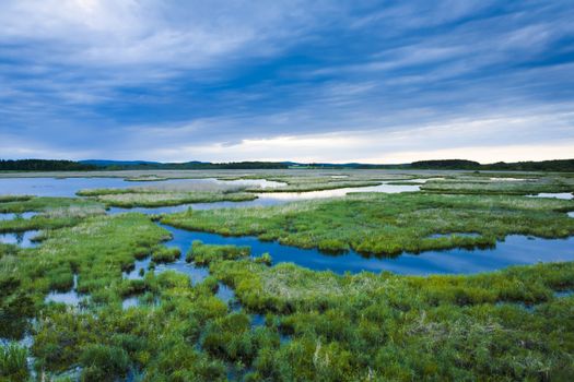 The wetland marshes from eastern of Finland