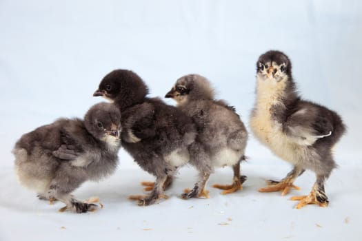 Four little baby chicks in a row on blue